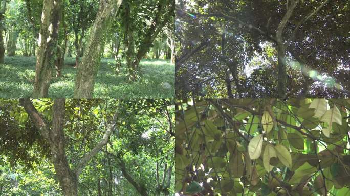 热带植物园 两面派 金星果树 树干 叶片
