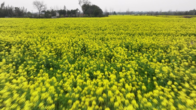 油菜花开 大地多彩