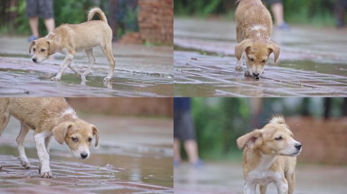 下雨后农村野地可爱的小狗