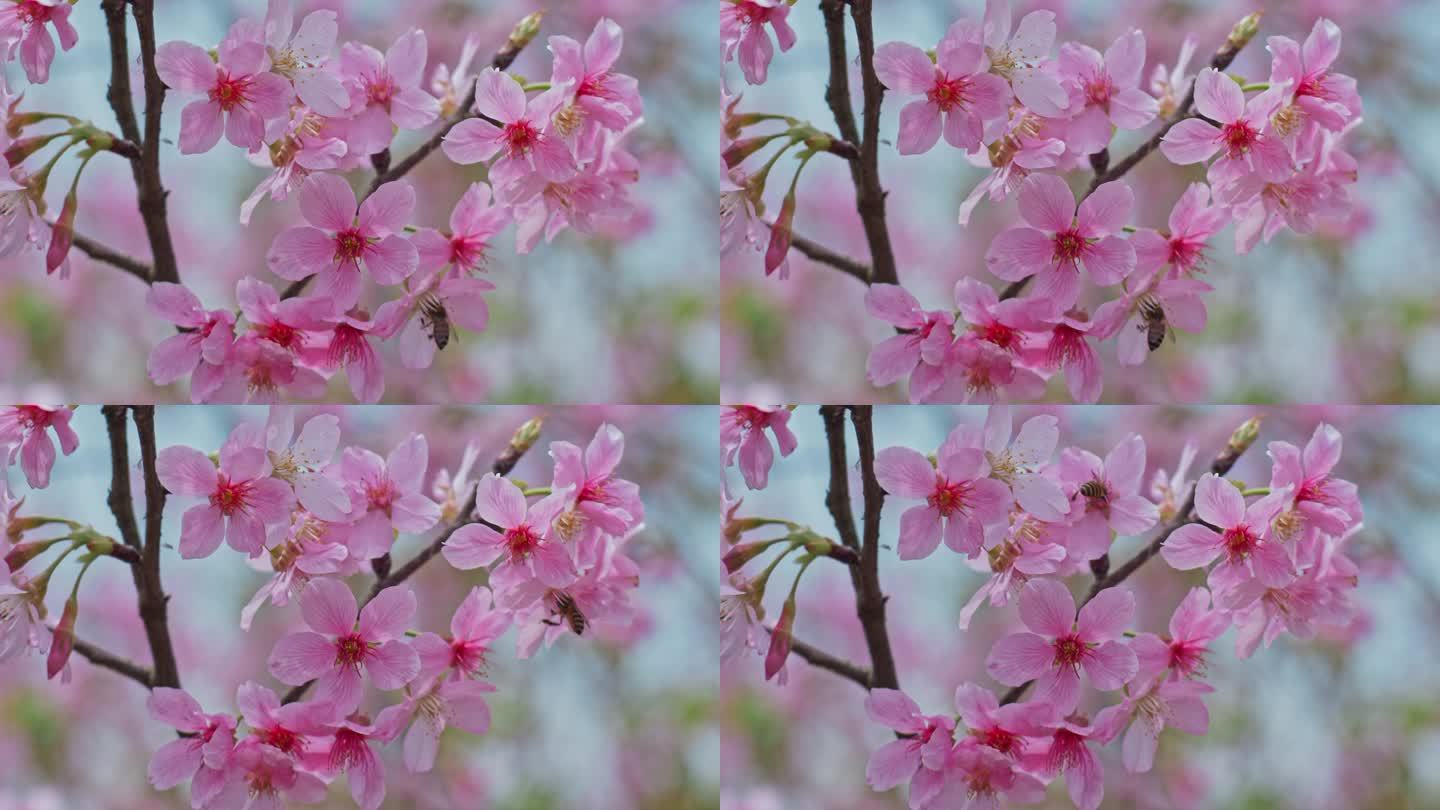 樱花花瓣花朵特写