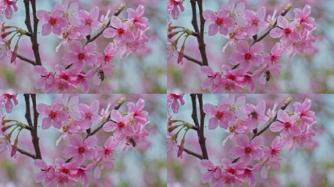 樱花花瓣花朵特写