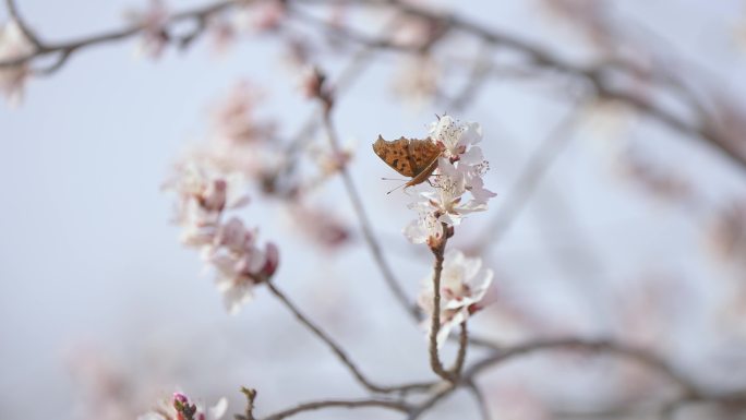 蝴蝶采花粉