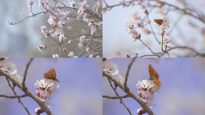 蝴蝶采花粉