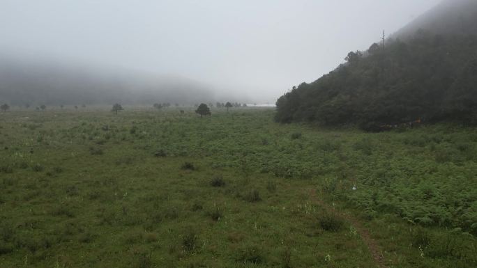 雨中牵马行走户外马绿色草地环保大自然航拍