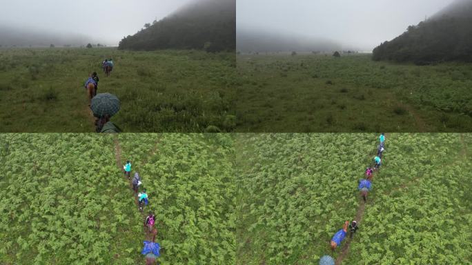 雨中牵马行走户外马绿色草地环保大自然航拍