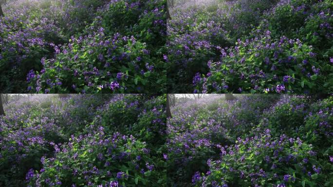 春天成片二月兰盛开 紫色唯美花海逆光