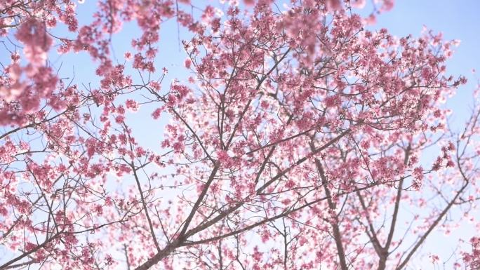 阳光照在树上，开满了粉红色的花