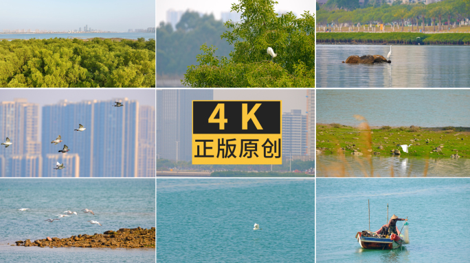 湖边海边树上海鸟白鹭觅食嬉戏4K素材