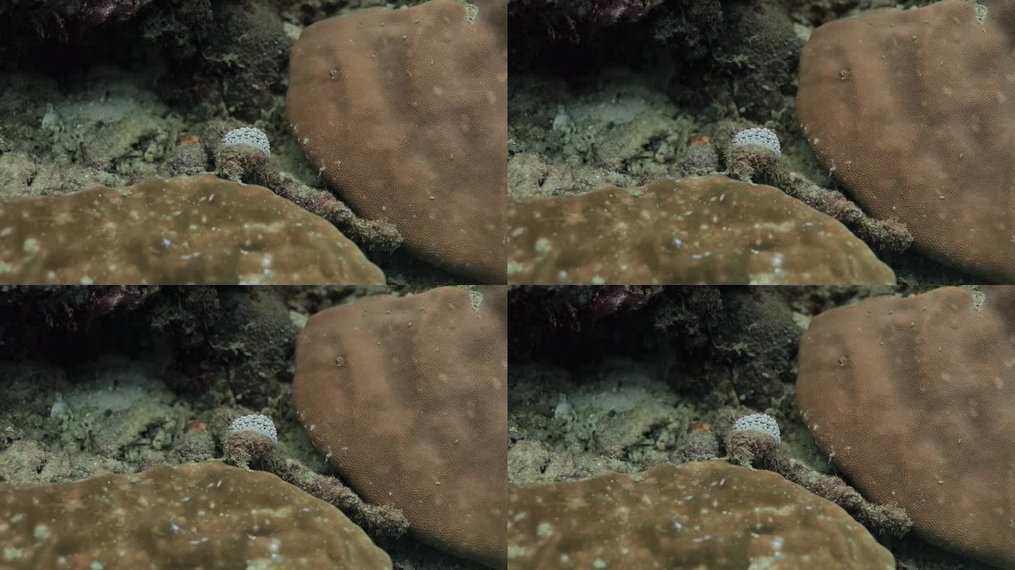 一只小裸鳃动物在棕色珊瑚之间休息的稳定照片。