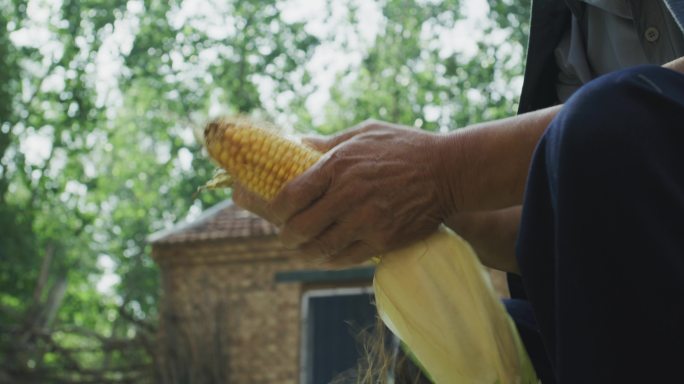 玉米粮食农业
