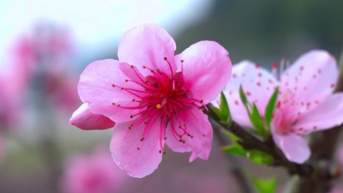 桃花 桃花盛开 桃花朵朵开 蜜蜂采蜜