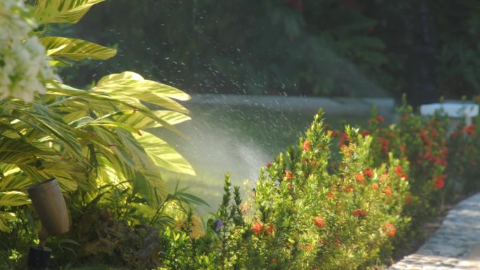 在牙买加明亮的阳光下，一丛郁郁葱葱的鲜花，如木槿或三角梅，被深情地洒上了水，