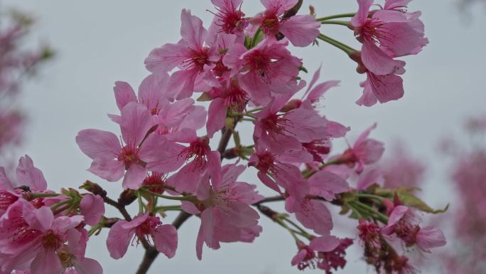 樱花花瓣花开开花