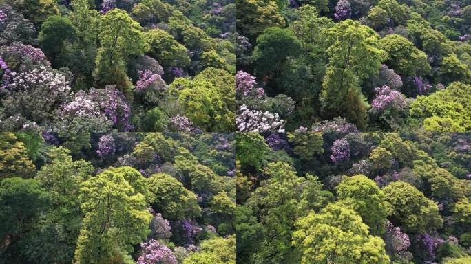 梧桐山杜鹃花