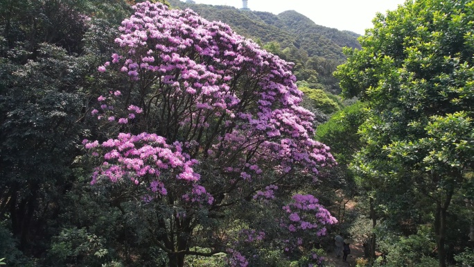 梧桐山杜鹃花