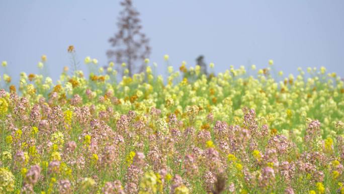 春天莫奈花园彩色油菜花蝴蝶蜜蜂采蜜农业