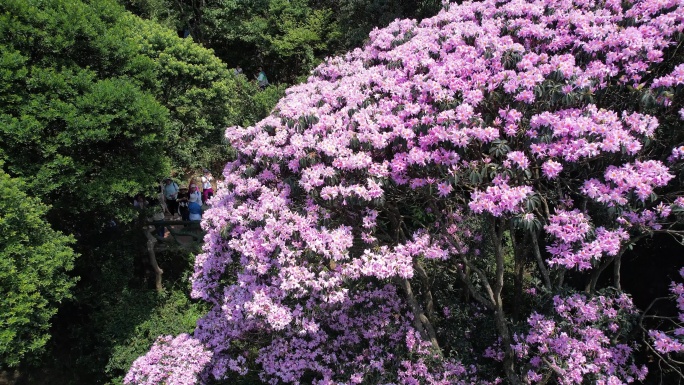 杜鹃花 毛棉杜鹃