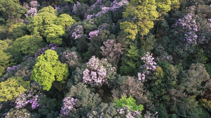 杜鹃花 杜鹃花海