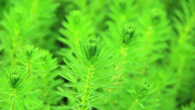 水生植物狐尾藻水草特写