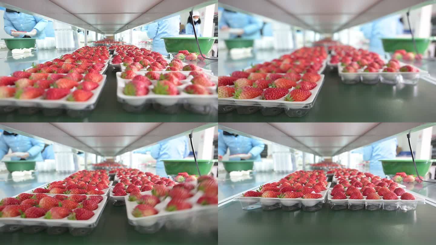 草莓流水线分拣包装