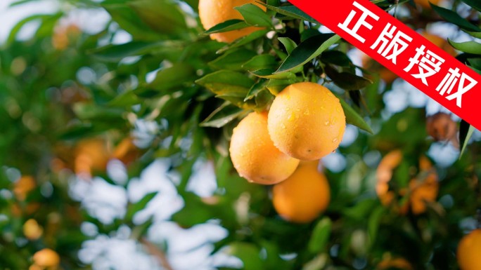 丰都锦橙 种植基地 果园