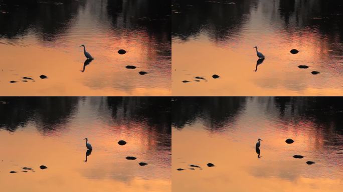 夕阳下在水中觅食的小白鹭