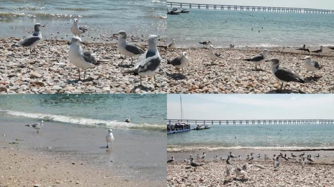 夏天度假海边喂海鸥