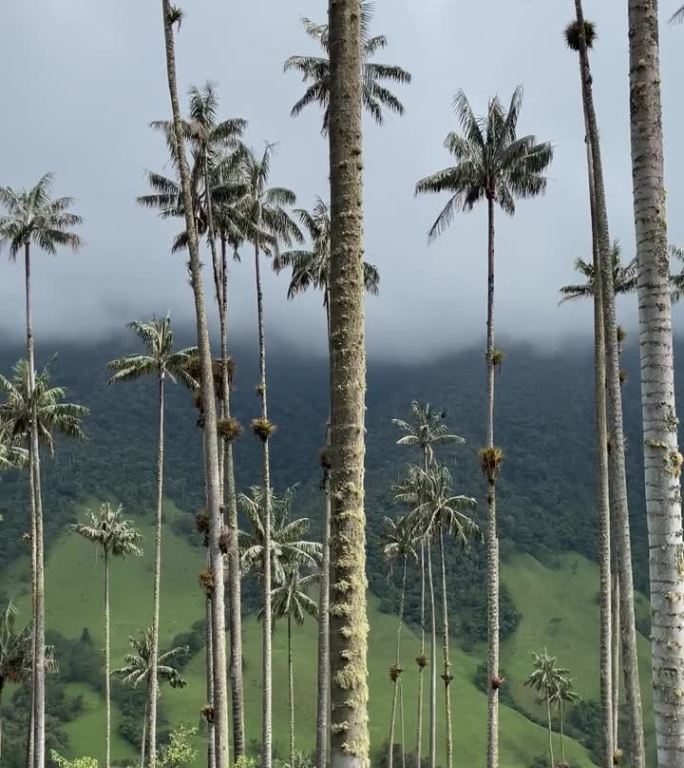 鸟瞰哥伦比亚金迪奥萨伦托可可谷的棕榈林