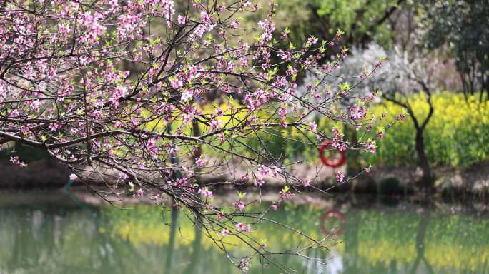 春天湖边盛开的桃花