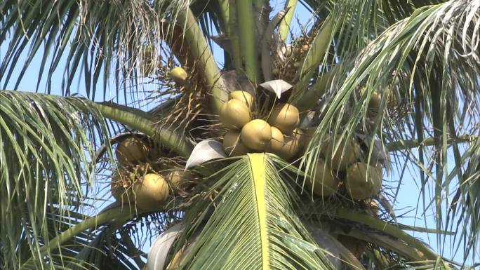热带果树 椰子树 树干 椰子果实 外观