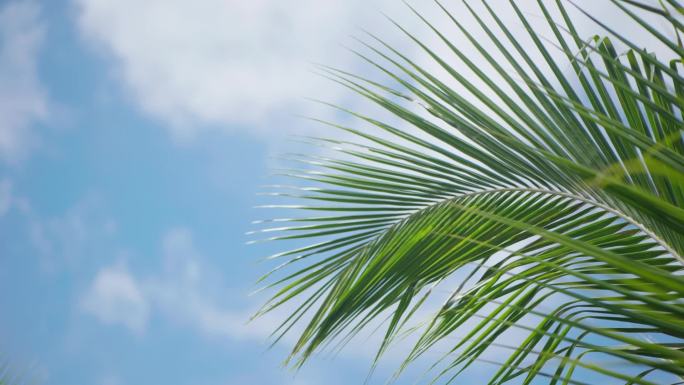 蓝天下的椰树叶轻轻摇曳
