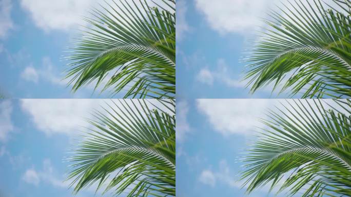 蓝天下的椰树叶轻轻摇曳