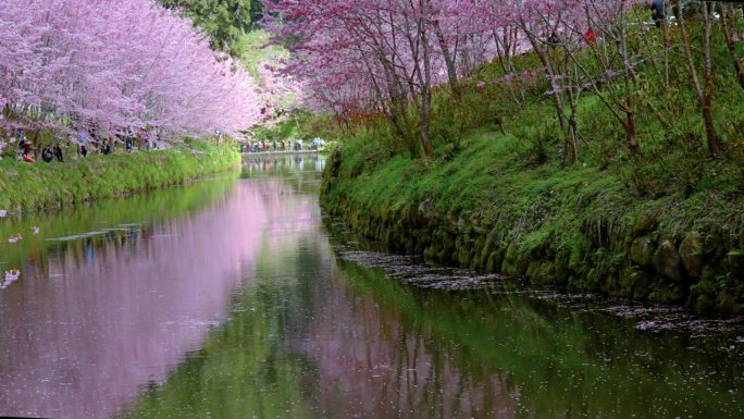 美丽的樱花在台湾的河上出现