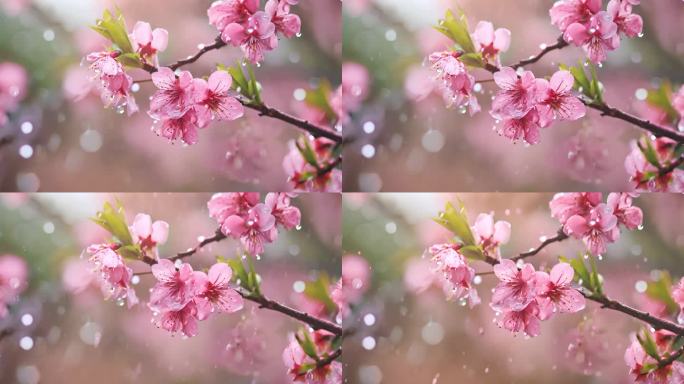 春天雨中桃花特写