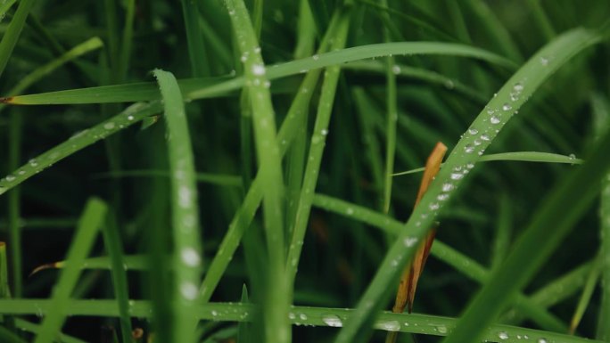 雨后翠绿的草地上布满了水珠。近距离射击。