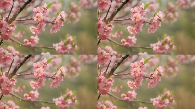 春天雨中桃花特写