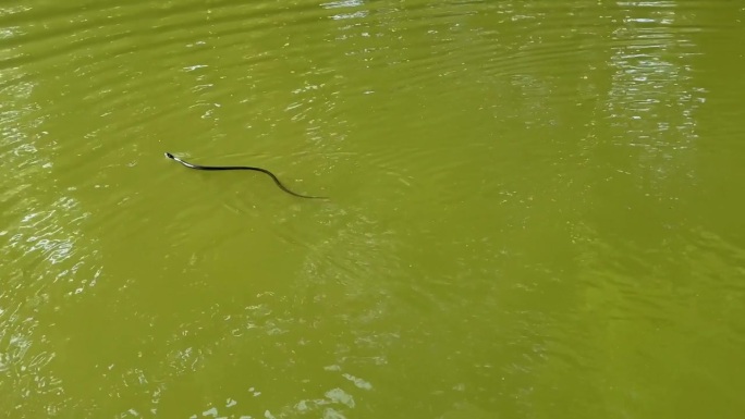 草蛇和鸭子在池塘水里游泳。