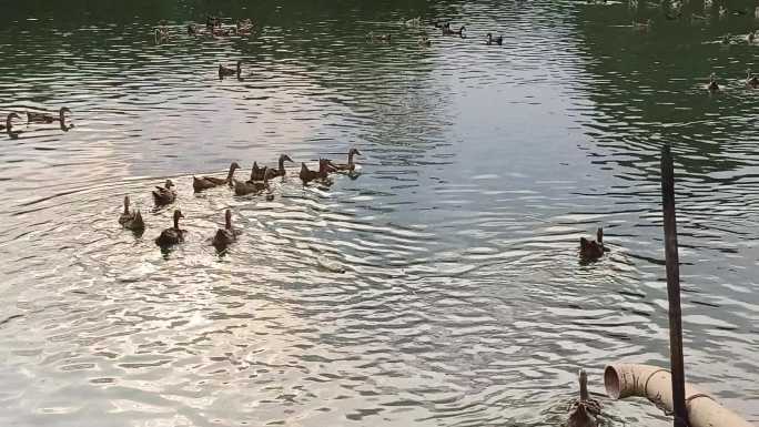 鸭子养殖场养殖家禽鸭子鸭群水鸭蛋鸭养鸭场