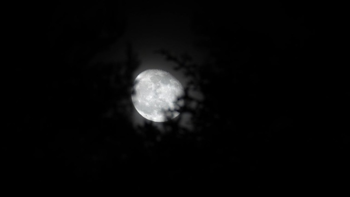 在山林的松树顶上可以看到的大月亮的神秘景象。
