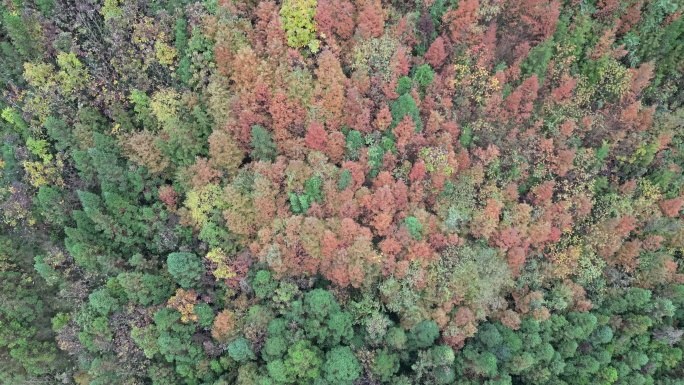 西岭雪山前山茶地坪景区