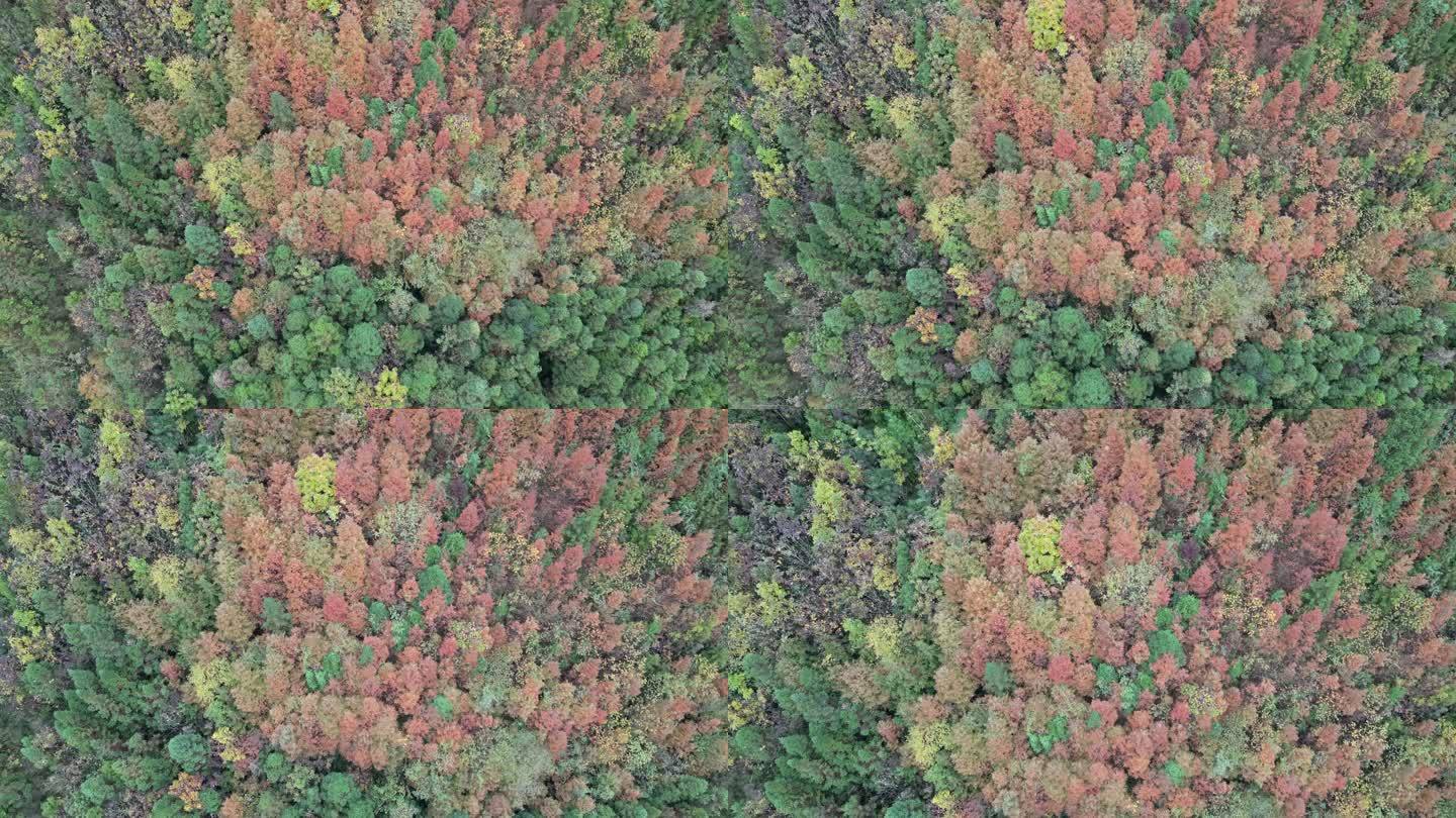 西岭雪山前山茶地坪景区