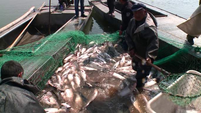 淡水鱼 渔业丰收 拖网捕捞