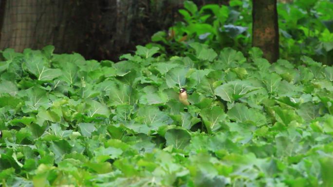 春天的小鸟白颊噪鹛在油菜地觅食的场景