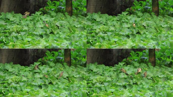 春天的小鸟白颊噪鹛在油菜地觅食的场景