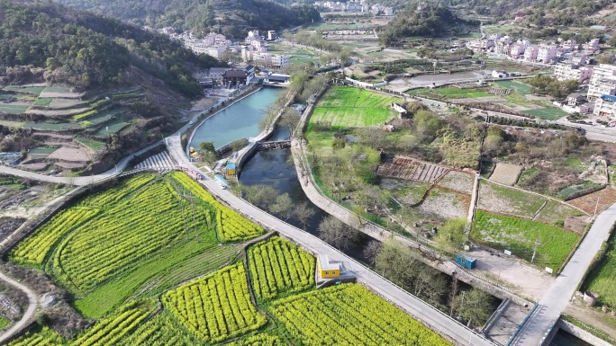 台州温岭田园牧歌油菜花