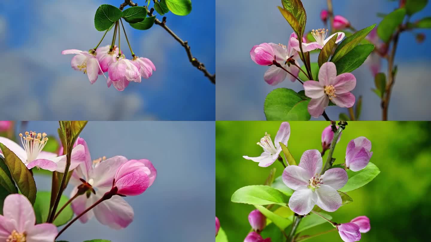 海棠开花延时摄影