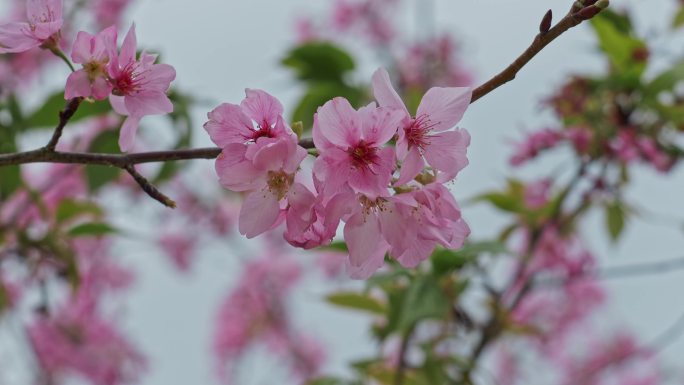 樱花花瓣花朵开放盛开