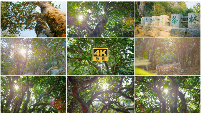 千年古茶林茶园普洱茶树老茶树景迈山