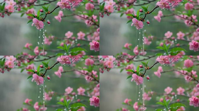 春天雨中桃花特写