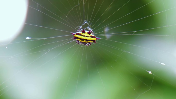 霍瑟尔特的小蜘蛛紧紧抓住它的网